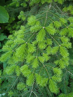 Abies veitchii sikokiana 