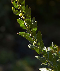 Acacia paradoxa Kangaroo Thorn, Paradox acacia Acacia paradoxa Kangaroo Thorn, Paradox acacia