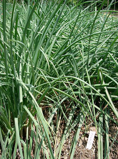 Allium chinense Rakkyo