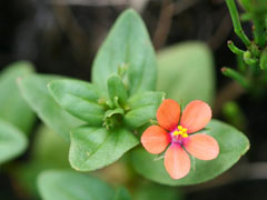 Anagallis arvensis Scarlet Pimpernel Anagallis arvensis Scarlet Pimpernel