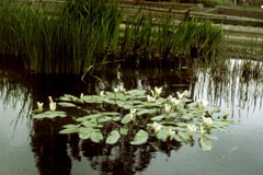 Aponogeton distachyos Water Hawthorn, Cape pondweed, Vleikos Aponogeton distachyos Water Hawthorn, Cape pondweed, Vleikos