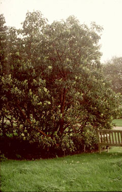Arbutus menziesii Madrona, Pacific madrone, Pacific Madrone Arbutus menziesii Madrona, Pacific madrone, Pacific Madrone