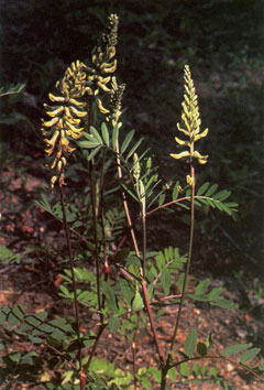 Astragalus canadensis Canadian Milkvetch, Shorttooth Canadian milkvetch, Morton Astragalus canadensis Canadian Milkvetch, Shorttooth Canadian milkvetch, Morton