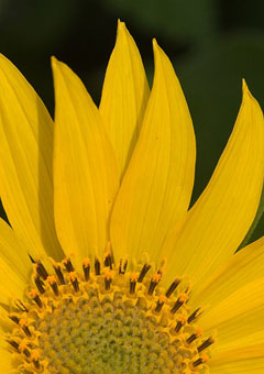 Balsamorhiza deltoidea Deltoid Balsamroot Balsamorhiza deltoidea Deltoid Balsamroot