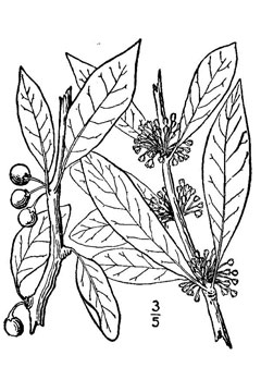 Bumelia lycioides Shittamwood Bumelia lycioides Shittamwood