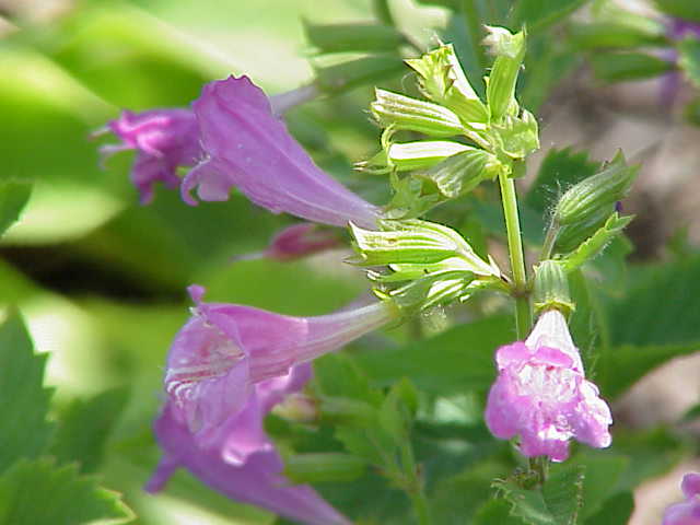 Calamintha grandiflora Large-Flowered Calamint Calamintha grandiflora Large-Flowered Calamint