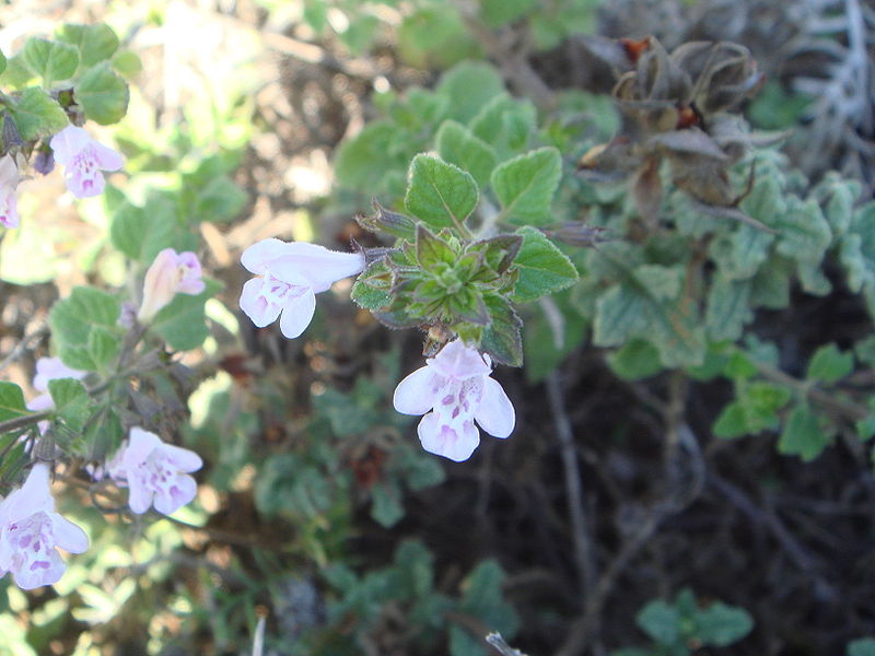Calamintha sylvatica Calamint, Woodland calamint Calamintha sylvatica Calamint, Woodland calamint