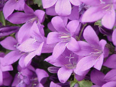 Campanula portenschlagiana Adria Bellflower Campanula portenschlagiana Adria Bellflower