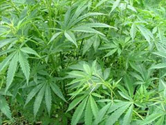 Cannabis sativa Hemp, Marijuana Cannabis sativa Hemp, Marijuana