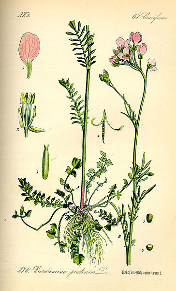 Cardamine pratensis Cuckoo Flower Cardamine pratensis Cuckoo Flower