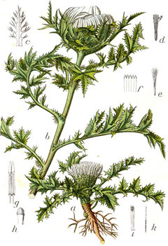 Carlina acaulis Stemless Carline Thistle Carlina acaulis Stemless Carline Thistle