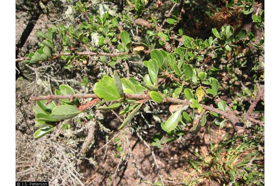 Ceanothus cuneatus Buckbrush, Sedgeleaf buckbrush, Monterey ceanothus Ceanothus cuneatus Buckbrush, Sedgeleaf buckbrush, Monterey ceanothus