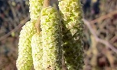 Corylus x colurnoides Trazel