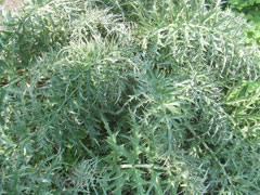 Cynara cardunculus Cardoon