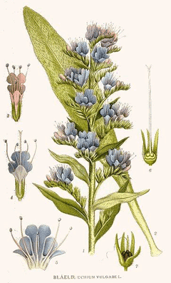 Echium vulgare Viper Echium vulgare Viper