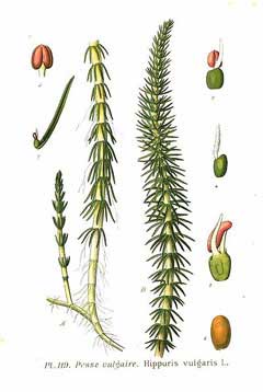 Hippuris vulgaris Common Marestail, Common mare Hippuris vulgaris Common Marestail, Common mare