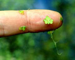 Lemna minor Duckweed,  Common duckweed