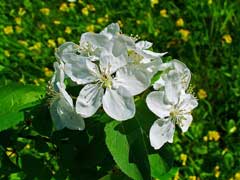 Malus sylvestris Crab Apple, European crab apple Malus sylvestris Crab Apple, European crab apple
