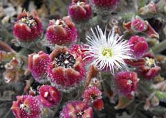 Mesembryanthemum crystallinum Ice Plant, Common iceplant
