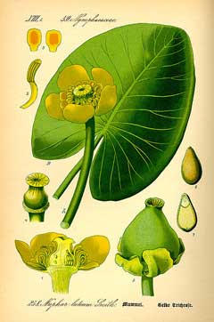 Nuphar lutea Yellow Water Lily, Yellow pond-lily, Rocky Mountain pond-lily, Varigated yellow pond-lily Nuphar lutea Yellow Water Lily, Yellow pond-lily, Rocky Mountain pond-lily, Varigated yellow pond-lily