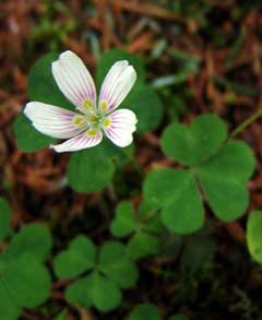 Oxalis montana Mountain Wood Sorrel Oxalis montana Mountain Wood Sorrel