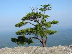Pinus virginiana Scrub Pine, Virginia pine, Jersey Pine, Pinus virginiana Scrub Pine, Virginia pine, Jersey Pine,