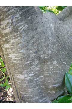 Pittosporum ralphii Ralph Pittosporum ralphii Ralph