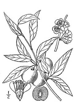 Prunus angustifolia Chickasaw Plum, Watson Prunus angustifolia Chickasaw Plum, Watson