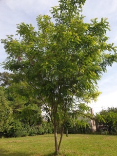 Robinia hispida Bristly locust, Rose-acacia, or Moss locust
