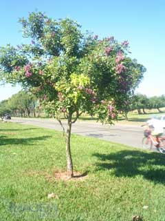Rosa fraxinellaefolia 