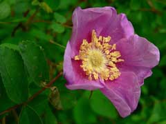 Rosa nutkana Nootka Rose, Bristly Nootka rose Rosa nutkana Nootka Rose, Bristly Nootka rose
