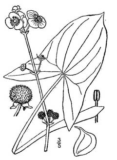Sagittaria latifolia Duck Potato, Broadleaf Arrowhead Sagittaria latifolia Duck Potato, Broadleaf Arrowhead