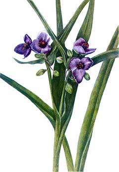 Tradescantia virginiana Spiderwort, Virginia spiderwort Tradescantia virginiana Spiderwort, Virginia spiderwort