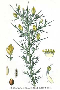 Ulex europaeus Gorse, Common gorse Ulex europaeus Gorse, Common gorse