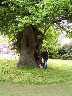 Ulmus procera English Elm Ulmus procera English Elm