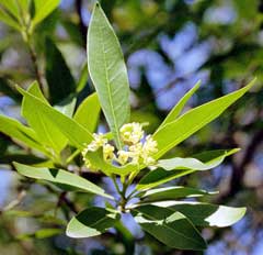 Umbellularia californica California Laurel, California Bay Umbellularia californica California Laurel, California Bay